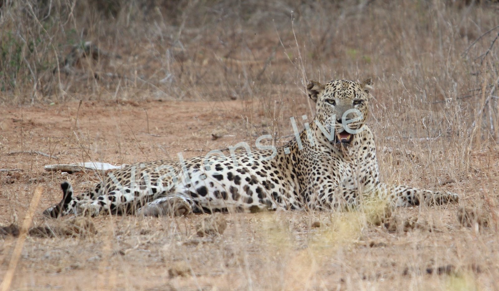 Mammals photography
