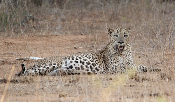 Sri Lankan Leopard