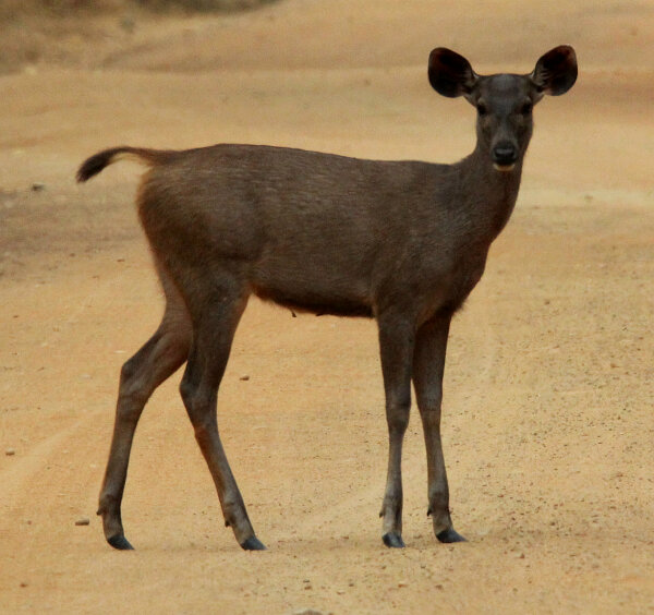 Sambar Deer - Young
