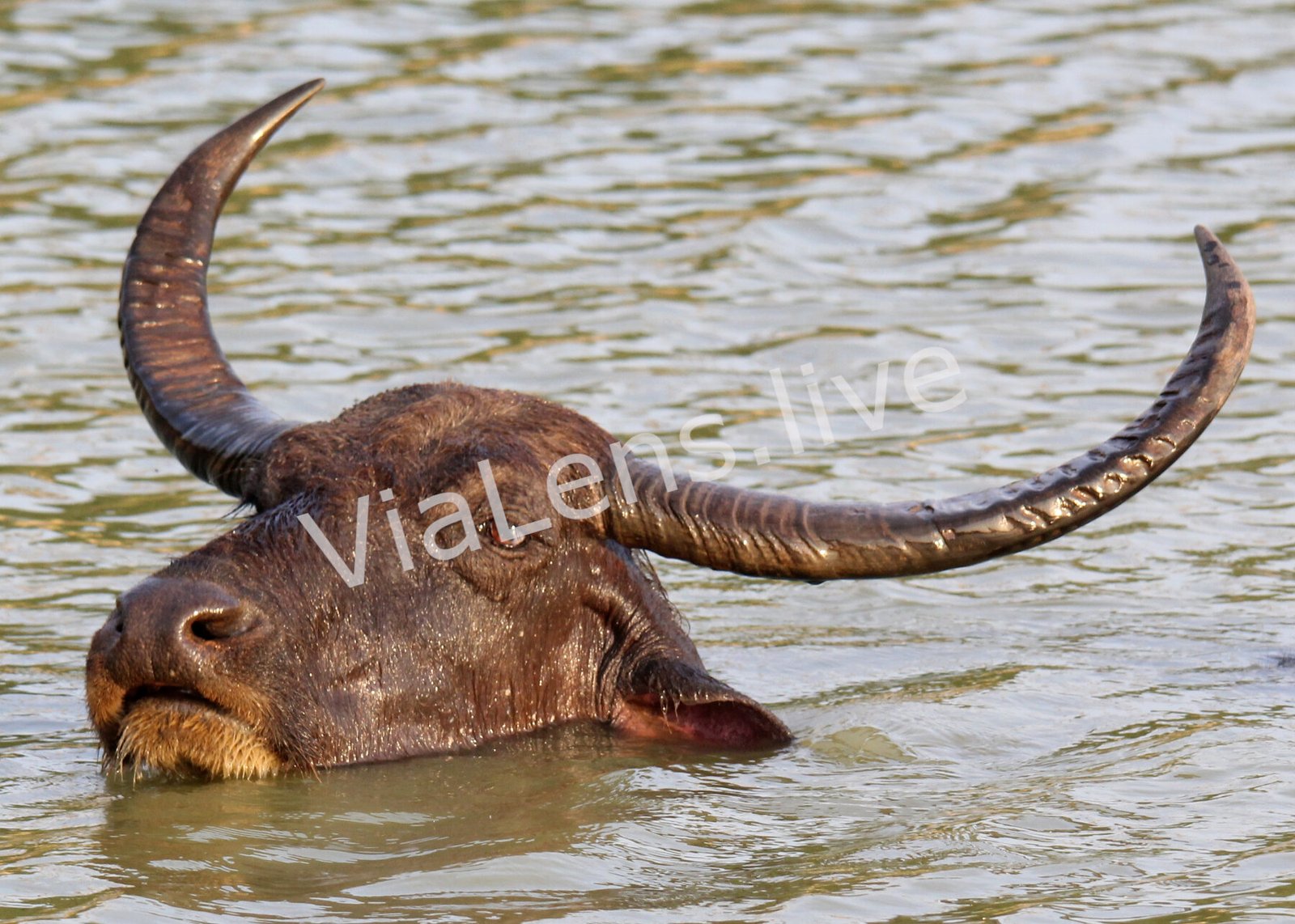 Hoofed Mammals photography