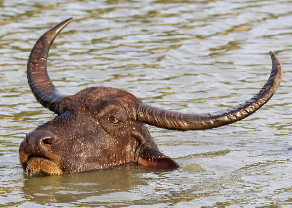 Water Buffalo