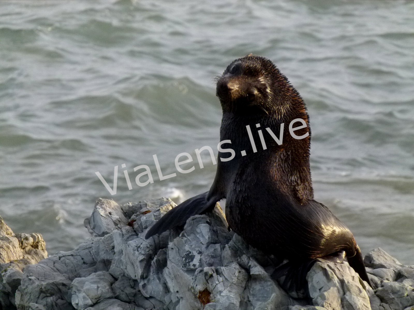 Marine Mammals photography