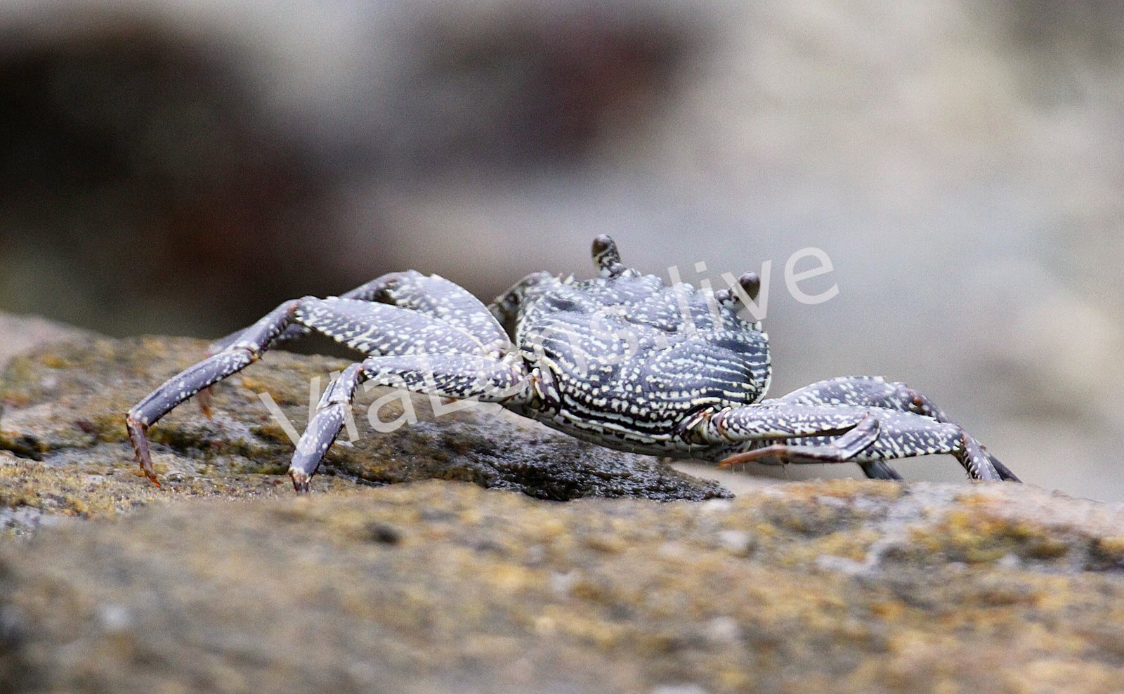 Marine Life photography
