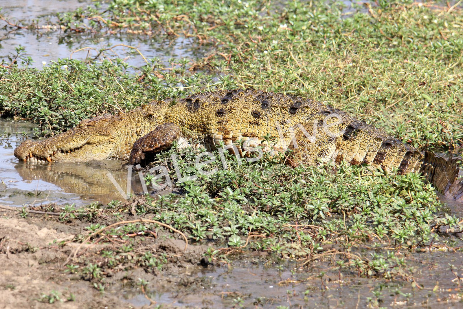 Reptiles photography
