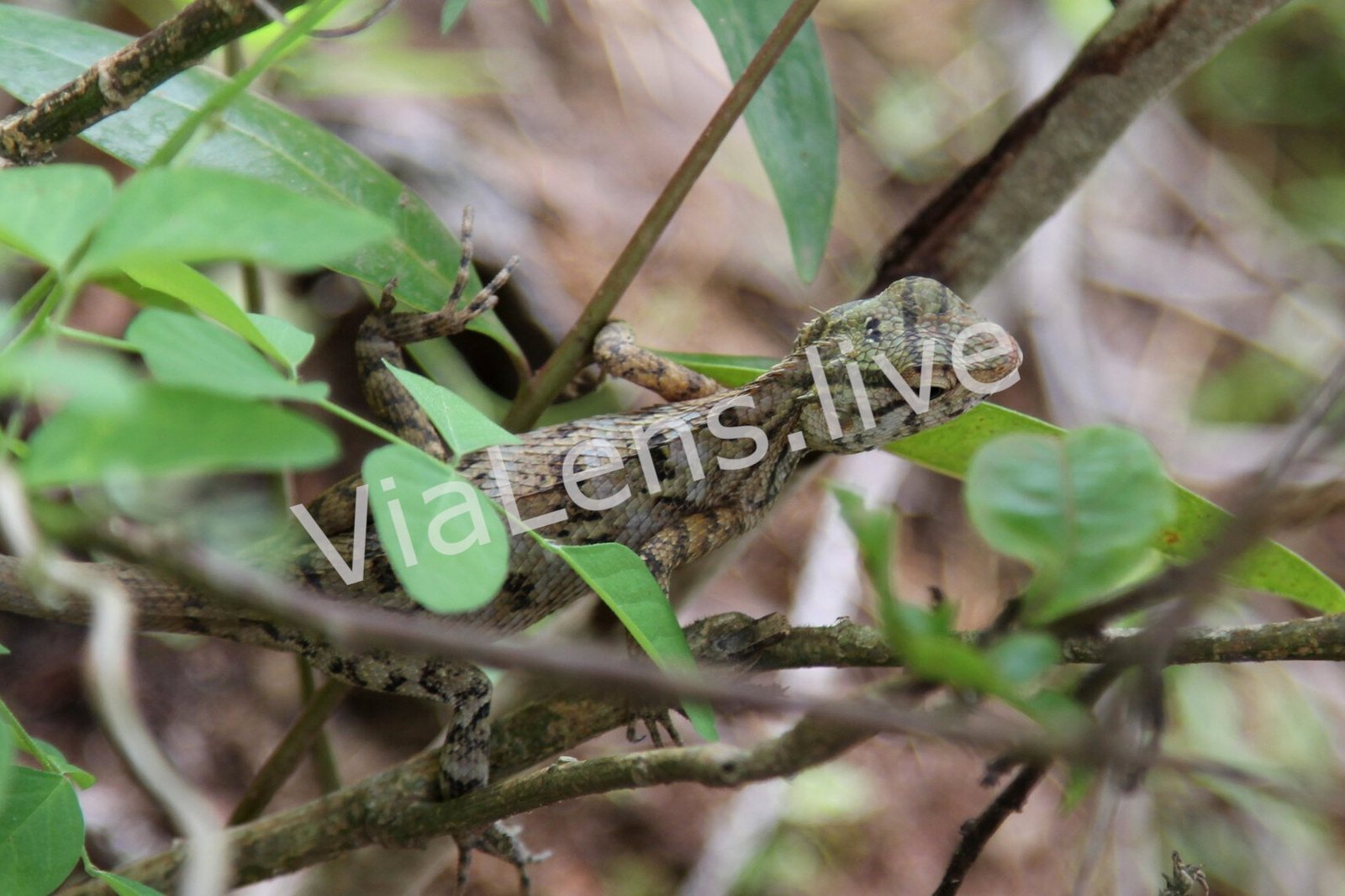 Lizards & Snakes photography